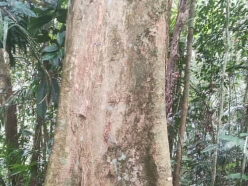 Kayu Kolek
