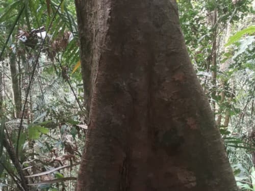 Kayu Kadundung