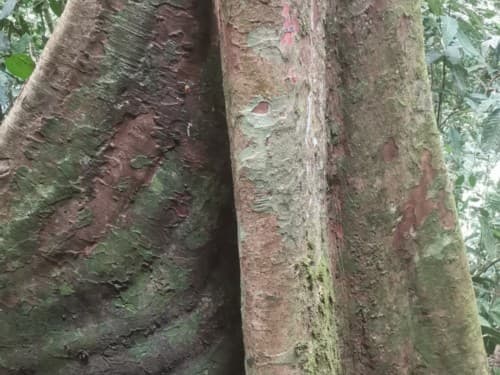 Kayu Modang
