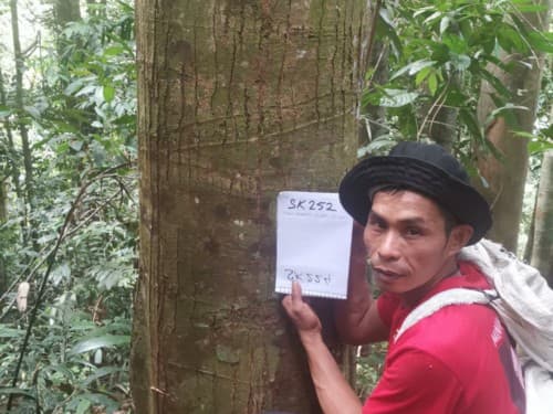 Kayu Merantih Kulit Banio