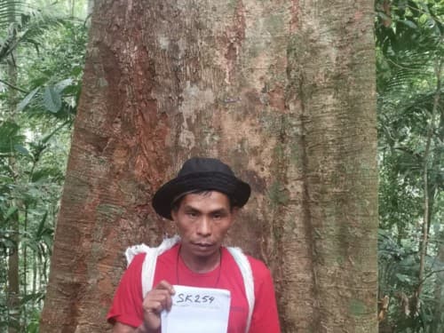 Kayu Kompe