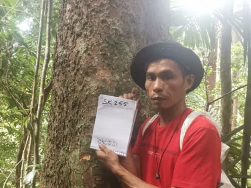 Kayu Modang
