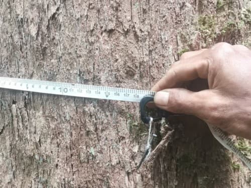 Kayu Kolek