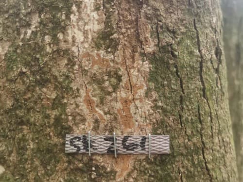 Kayu Kolek