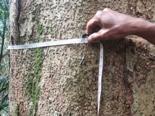 Kayu Modang