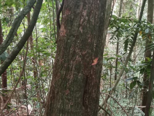 Kayu Modang