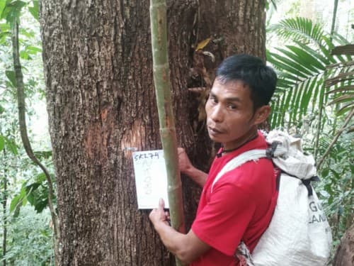 Kayu Loso