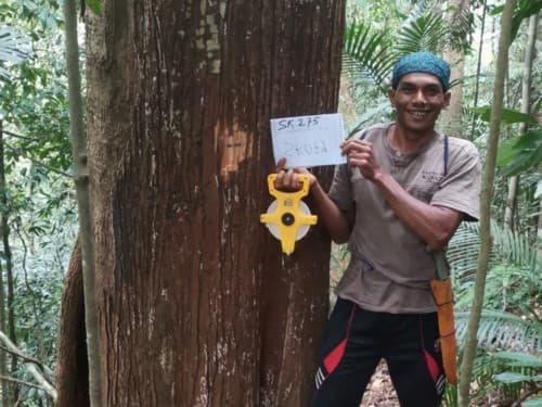 Kayu Marsawah