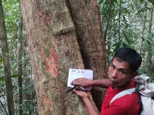Kayu Modang