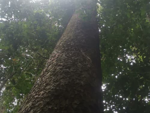 Kayu Kadundung