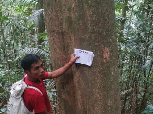 Kayu Modang