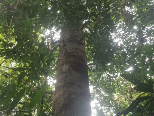 Kayu Merantih Kulit Banio