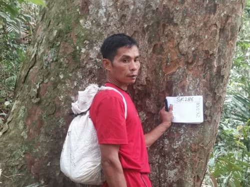 Kayu Kadundung