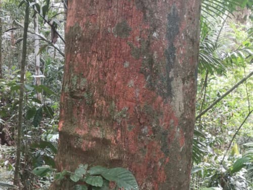 Kayu Modang