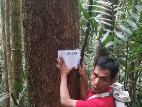 Kayu Nyatuah