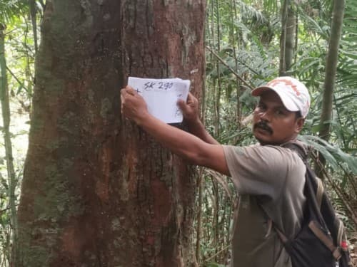 Kayu Kolek