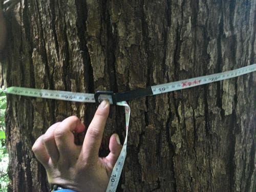 Kaligai